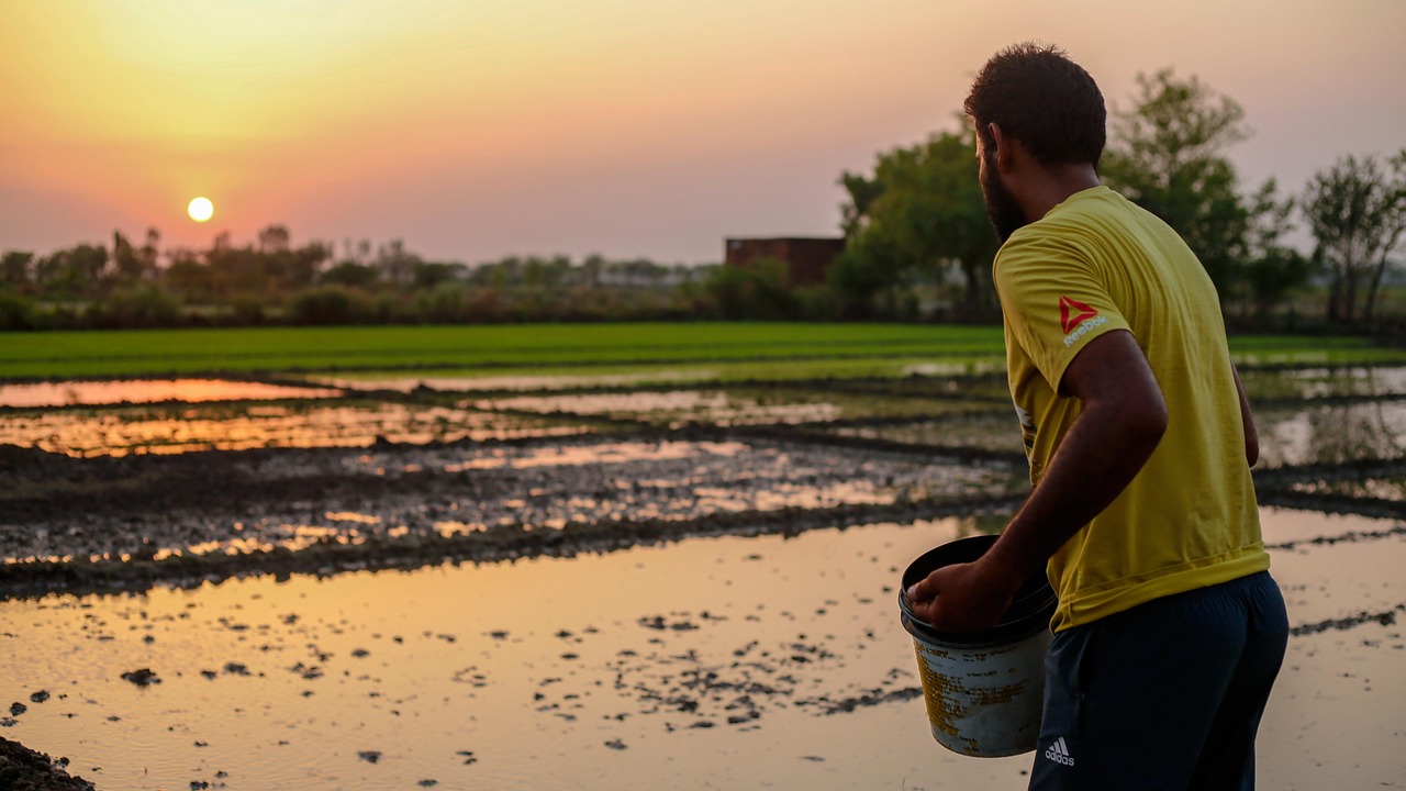 man, rice paddies, rural life, indian village, village scenery, countryside, traditional lifestyle, rural community, farming, rural landscape, livestock, village culture, village traditions, village agriculture, indian village, indian village, indian village, indian village, indian village