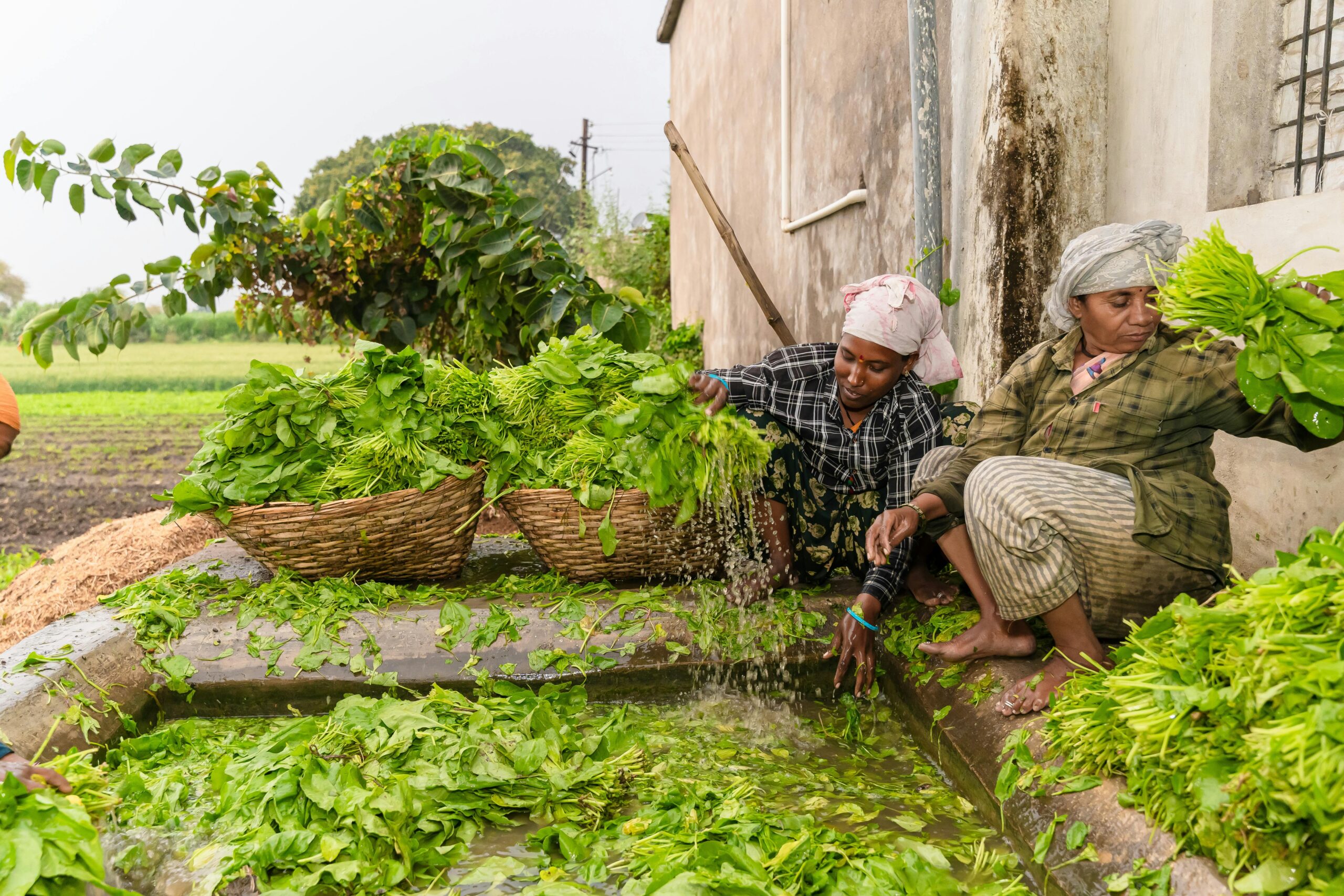Indian women involved in the traditional harvesting and washing of fresh leafy greens on a farm in Nagpur.